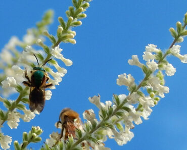 Bees on Sweet Almond Verbena