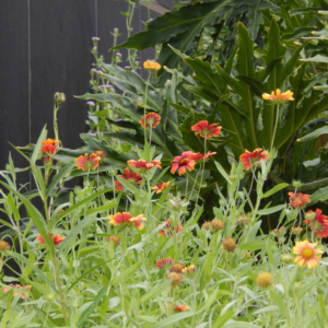 Blanket flowers (Gaillardia pulchella)