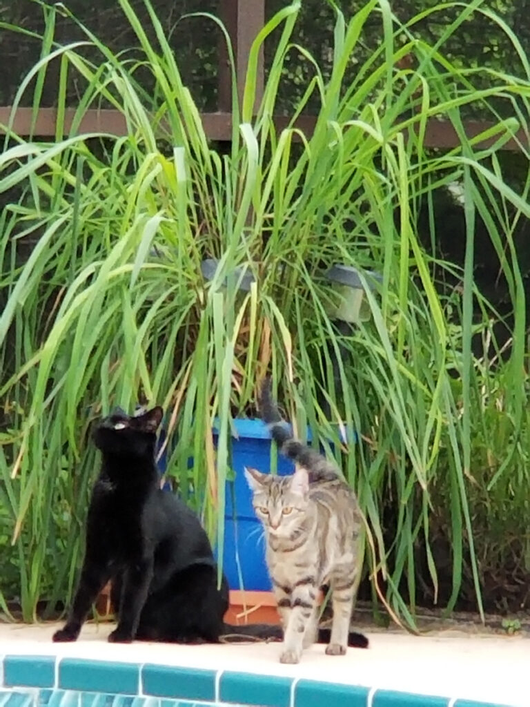 Ramona Rocket and Melissa Angel Love to Nibble the Tips of Lemongrass