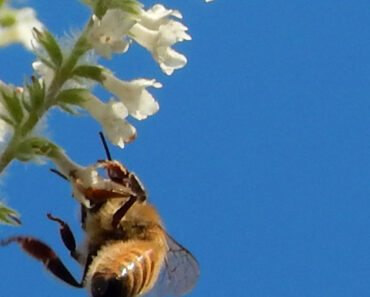 Closeup of Bee on Sweet Almond Verbena