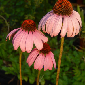 Purple Coneflower (Echinacea purpurea)