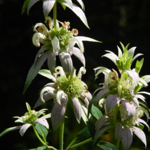 Spotted horsemint (Monarda punctata)