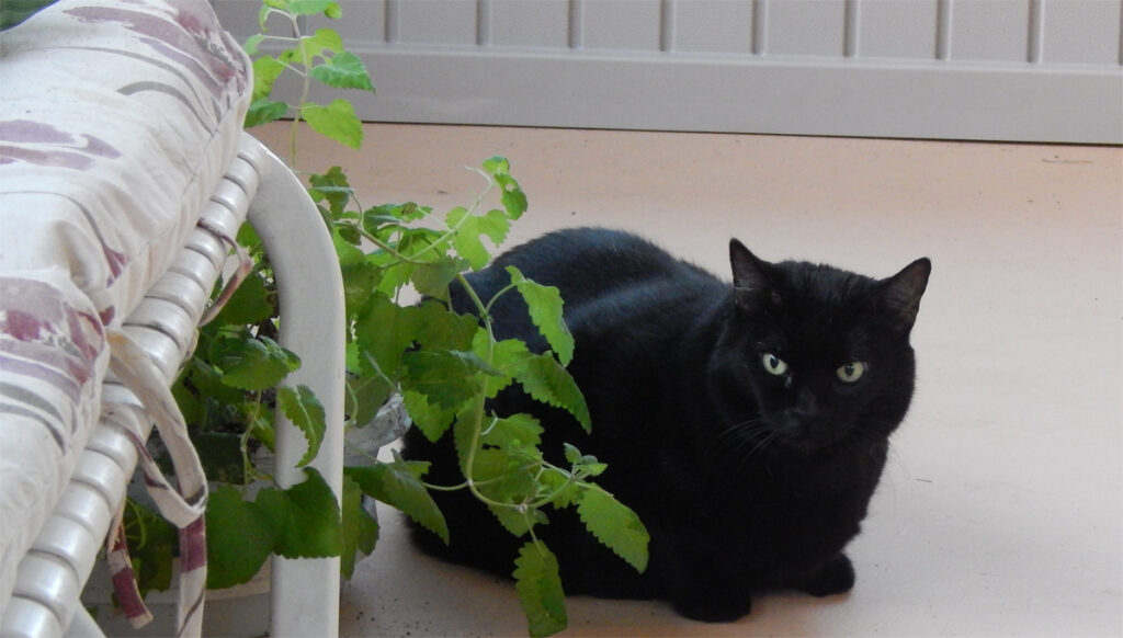 Kali With Catnip