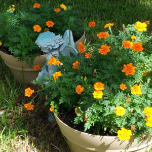 Grow Planters Full of Pollinator Favorites Like Marigolds