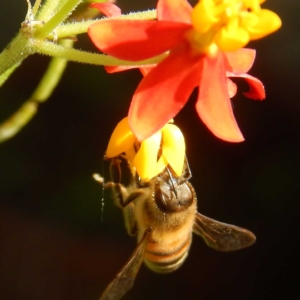 Milkweed