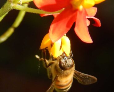 Milkweed attracts More Than Monarchs