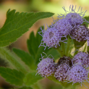 Blue Mistflower (Conoclinium coelestinum)