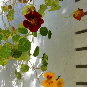 Or Hanging Baskets of  Nasturtium