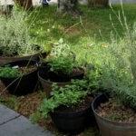 Herb Garden