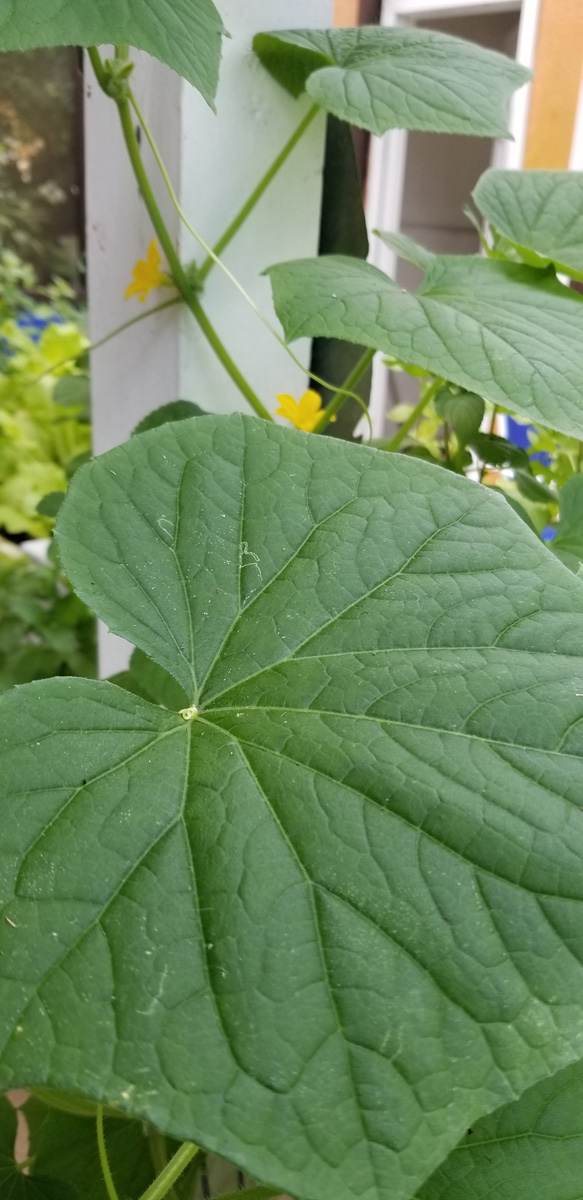 Arkansas Little Leaf Cucumber