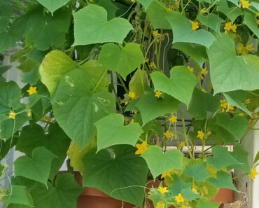 Arkansas Little Leaf Blooms Like Crazy. Not Even Close to all grow into Cukes.