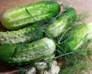 Arkansas Little Leaf Cucumbers with Fresh Picked Dill. I'm gonna Make Some Tzatziki Sauce.