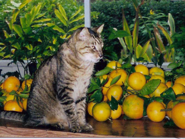 February: Fresh Picked Oranges