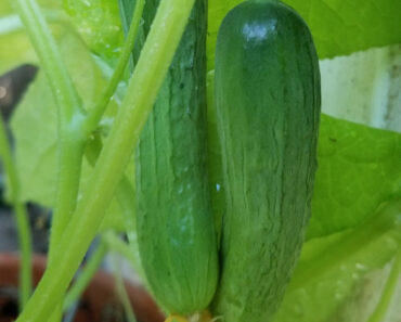 Katrina. Nice Straight Cukes