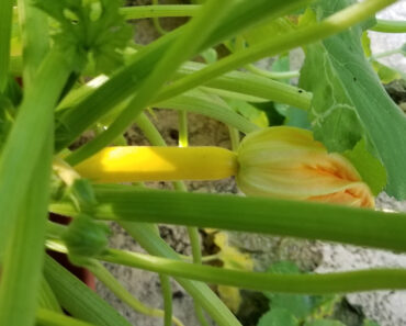 Golden Glory Zucchini