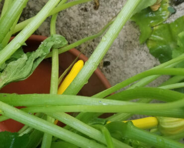 Golden Glory Zucchini