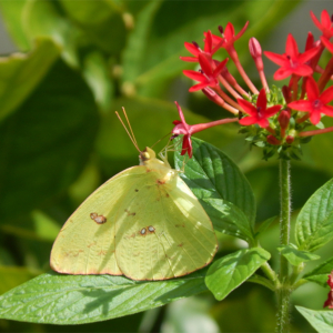 Pentas