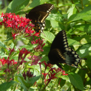 Pentas