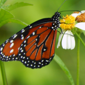 Bidens alba