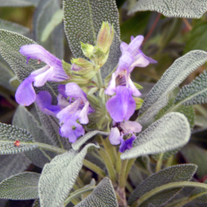 Sage Flowering