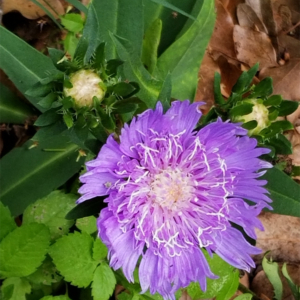 Blue Stokes Aster (Stokesia laevis)