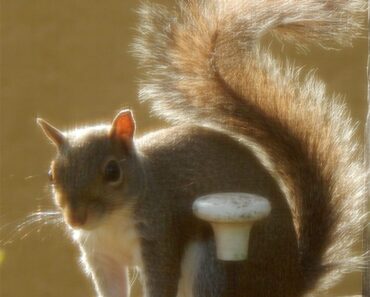 Squirrel Glowing in the Sunset