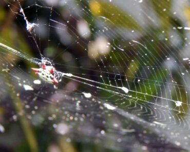 Crab Spider. Web Shining in Early Morning Light