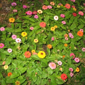 Zinnias