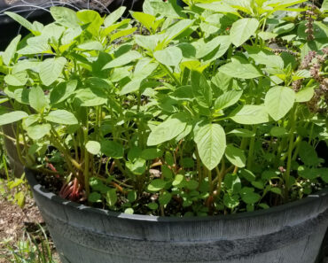 Amaranth, Callaloo, Grown for a Quick Crop of Delicious Young Leaves