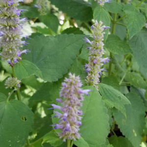 Anise Hyssop