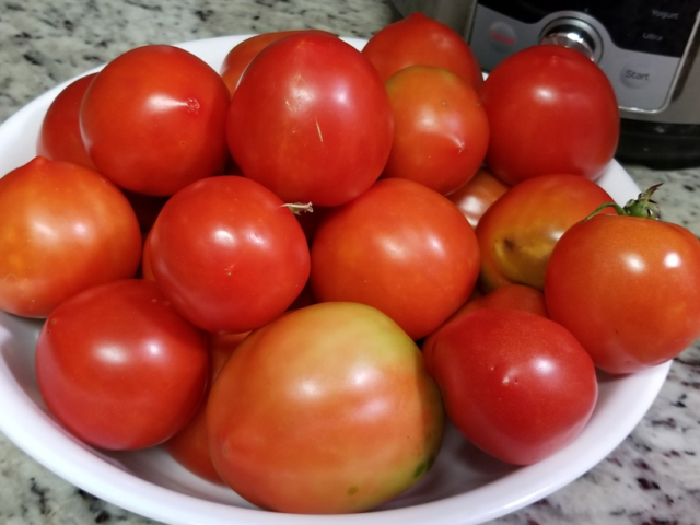 April: By Late April I'm Getting Plenty of Tomatoes from Seed Started in December