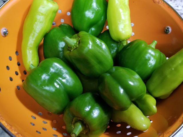 August: Still Picking the Peppers