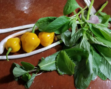 Young Amaranth Leaves, Green Onion and Sweet Bonnet Peppers to Saute and Add to a Impromptu Omelet.