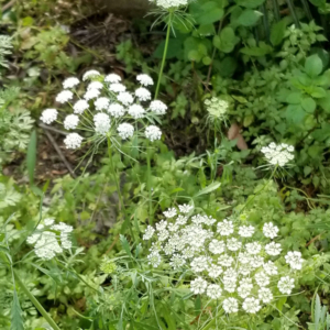 Letting Cilantro Seed in Neglected Corners