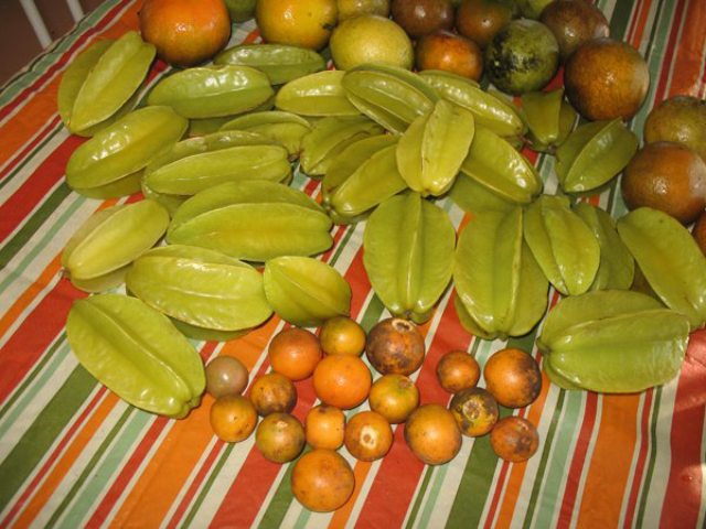 December: Starfruit, Tangerines and Calamondin