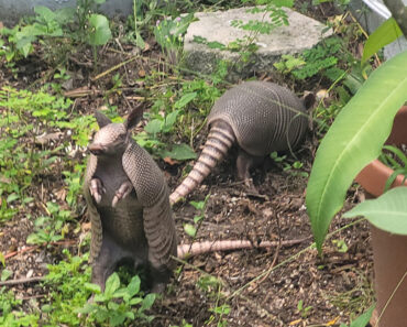 Armadillos. Never Seen One Standing Like This.