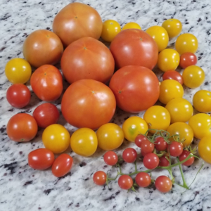 Everglade Tomatoes: The Tiny but Mighty Florida Tomato