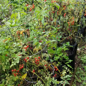 Everglades Range Freely on Long Vigorous Vines