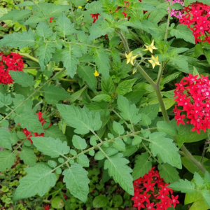 Everglade Seeds Can Pop Up Anywhere, Even Among These Pentas