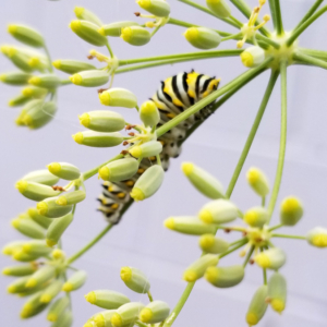 Herbs Like Fennel