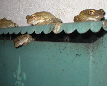 Invasive Cuban Tree Frogs Have Taken Over an Unused Mailbox