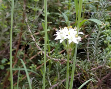 Garlic Chives is Easy to Start From Seed, Long Lasting, and Useful to Chop Into a Variety of Dishes