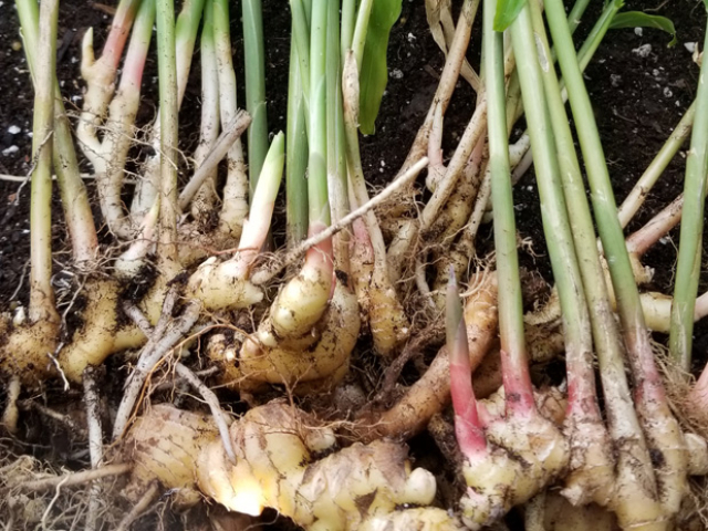 October: Harvesting Some Ginger