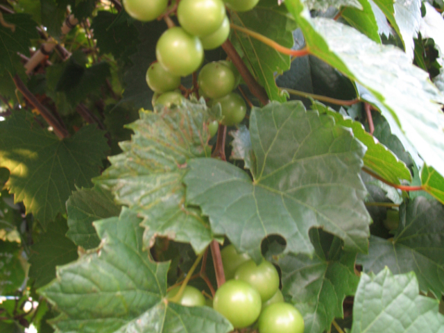 October: Muscadines Keep Coming