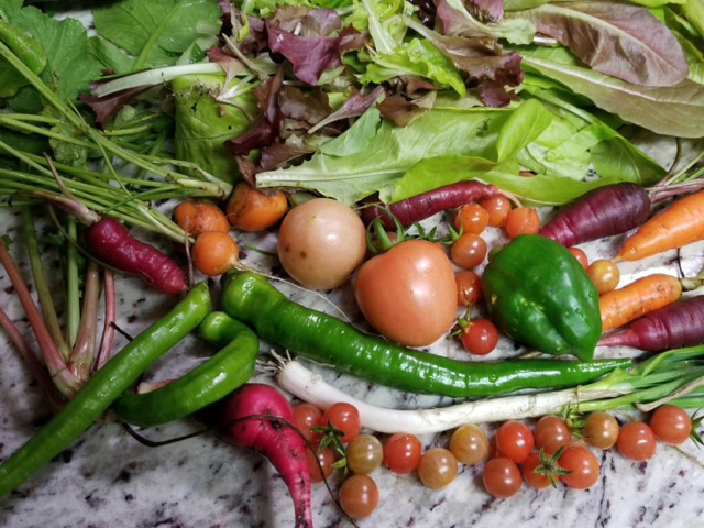 January: Harvesting a Salad