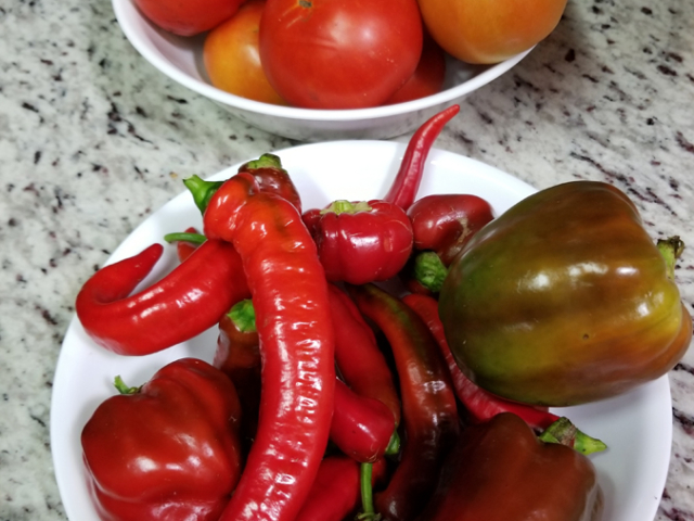 June: Peppers and Tomatoes