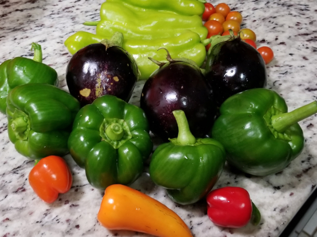 June: Eggplant Joins the Peppers