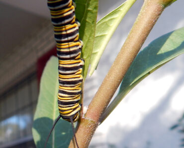 Queen Caterpillar on Milkweed