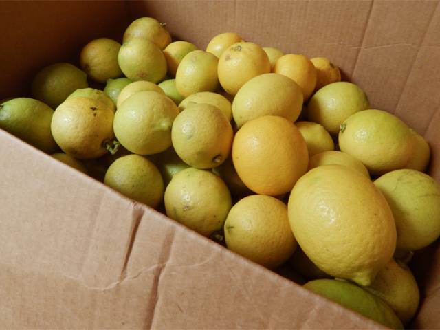 November: Bearss Lemon Harvest. My Favorite!