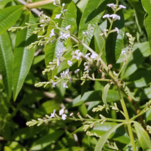 Lemon Verbena is so Popular With Pollinators, it is Sometimes Called Beebrush